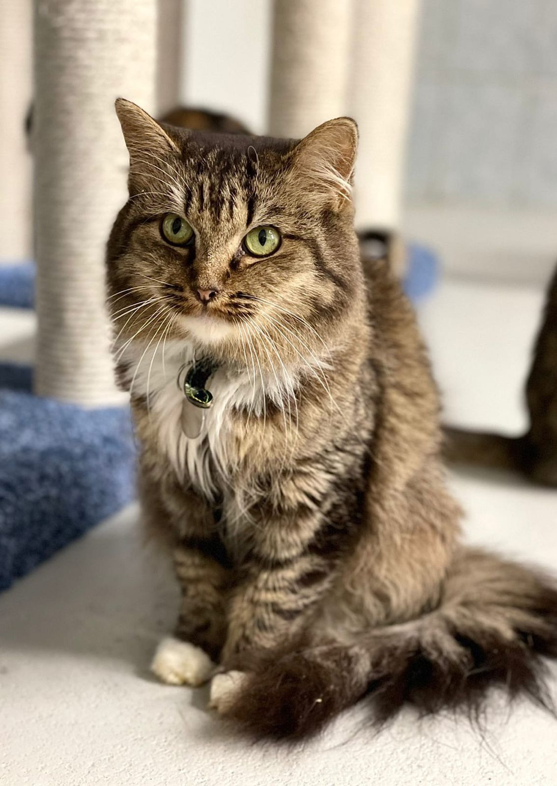 Katzen, die schon lange warten Katzennotfälle