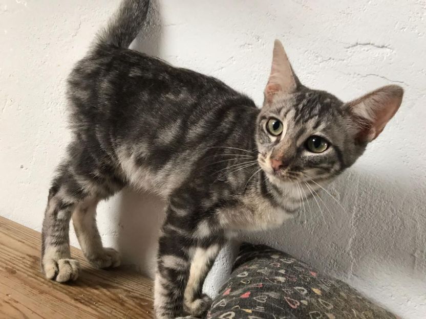 Katzen, die schon lange warten Katzennotfälle