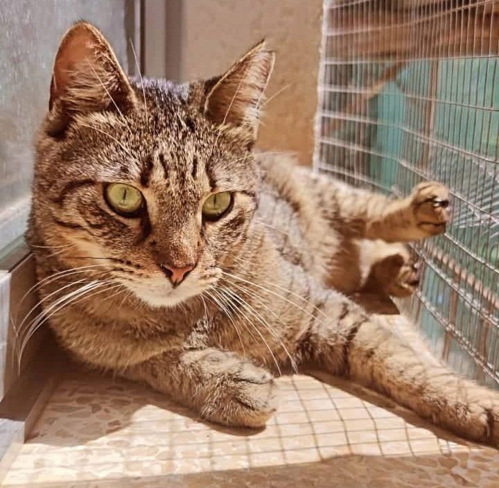Katzen, die schon lange warten Katzennotfälle