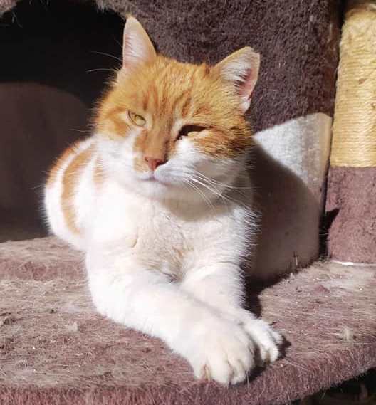 Katzen, die schon lange warten Katzennotfälle