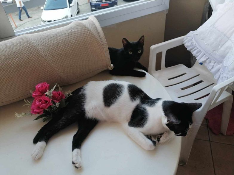 Katzen, die schon lange warten Katzennotfälle