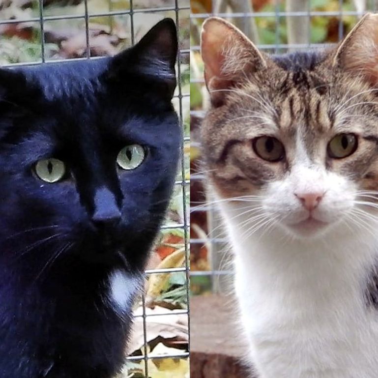 Katzen, die schon lange warten Katzennotfälle