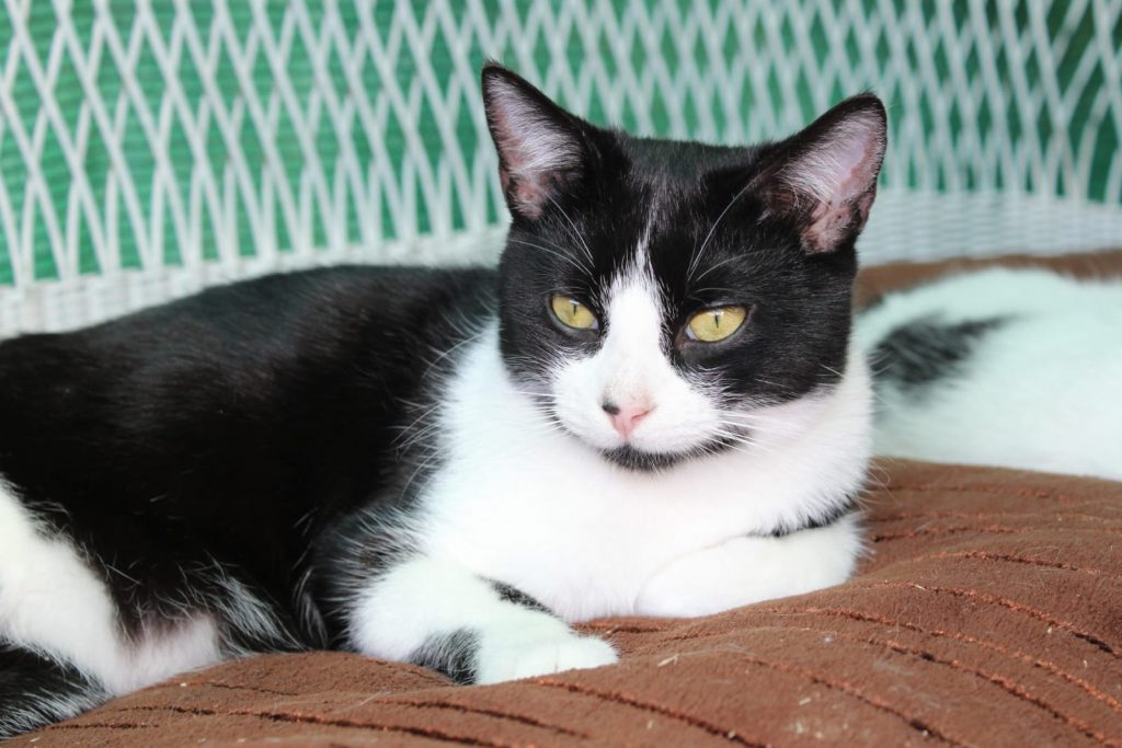 Katzen, die schon lange warten Katzennotfälle