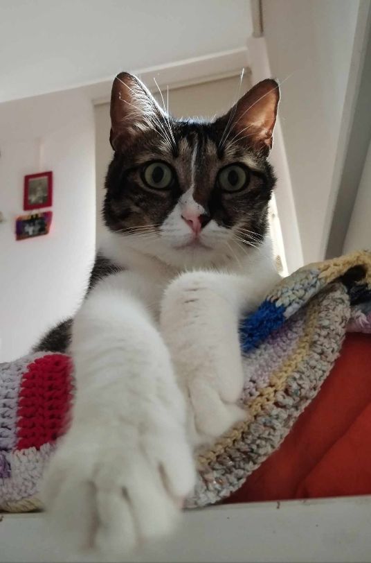Katzen, die schon lange warten Katzennotfälle