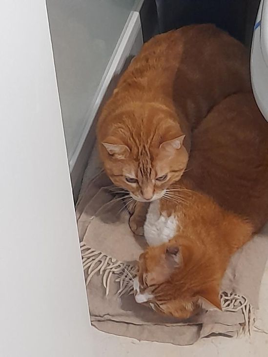Katzen, die schon lange warten Katzennotfälle