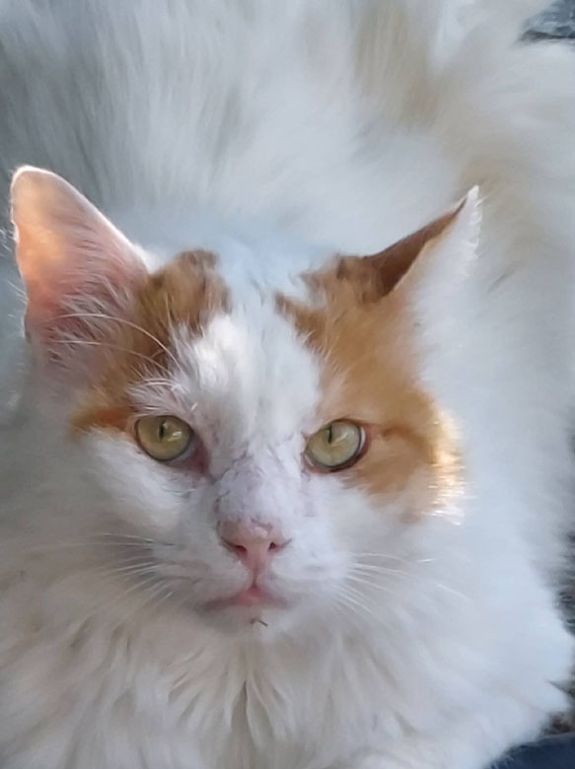 Katzen, die schon lange warten Katzennotfälle