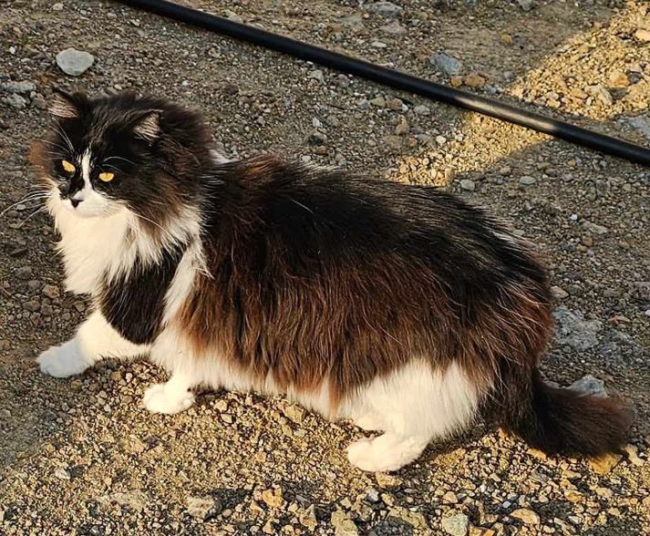 Katzen, die schon lange warten Katzennotfälle