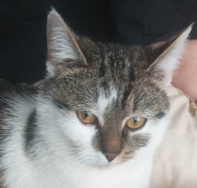 Katzen, die schon lange warten Katzennotfälle